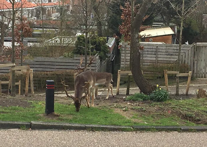 Amsterdam 4 ザントフォールト